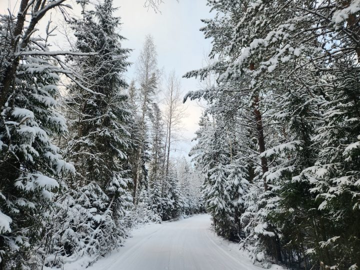 Дорога через лес зимой