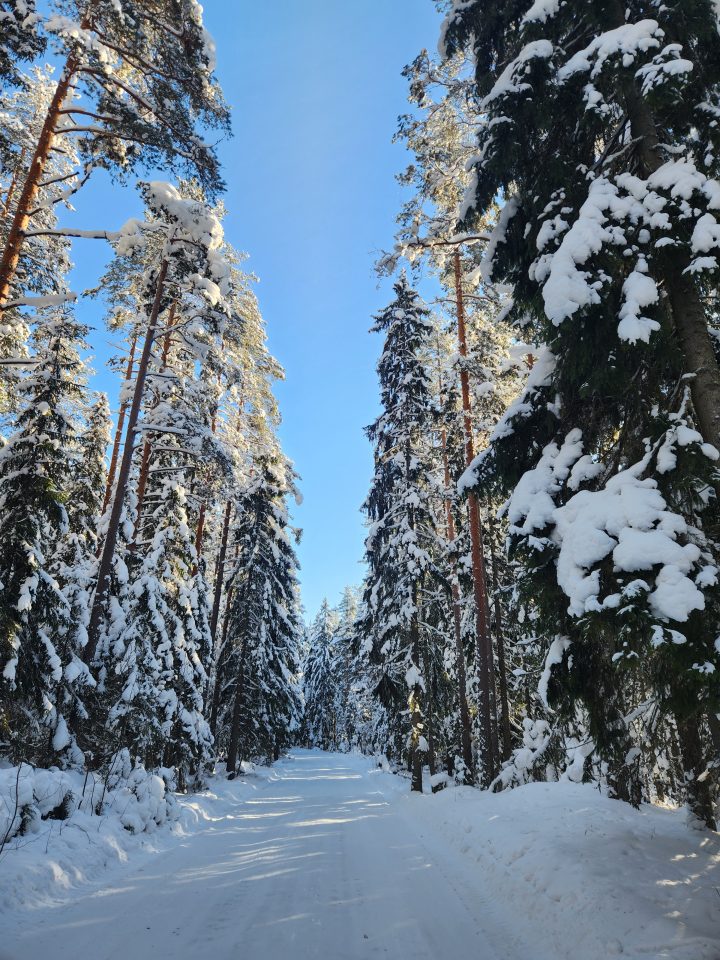 Дорога через лес зимой