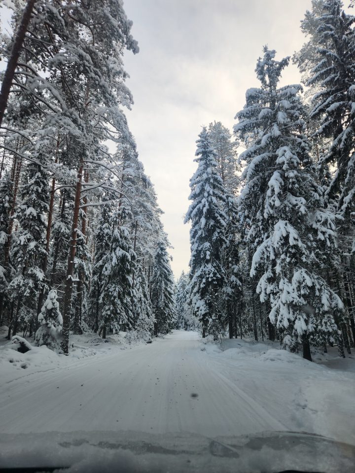 Дорога через лес зимой
